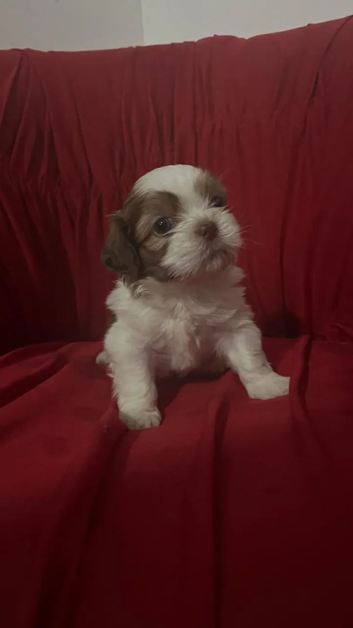 Shih tzu - Foto 3