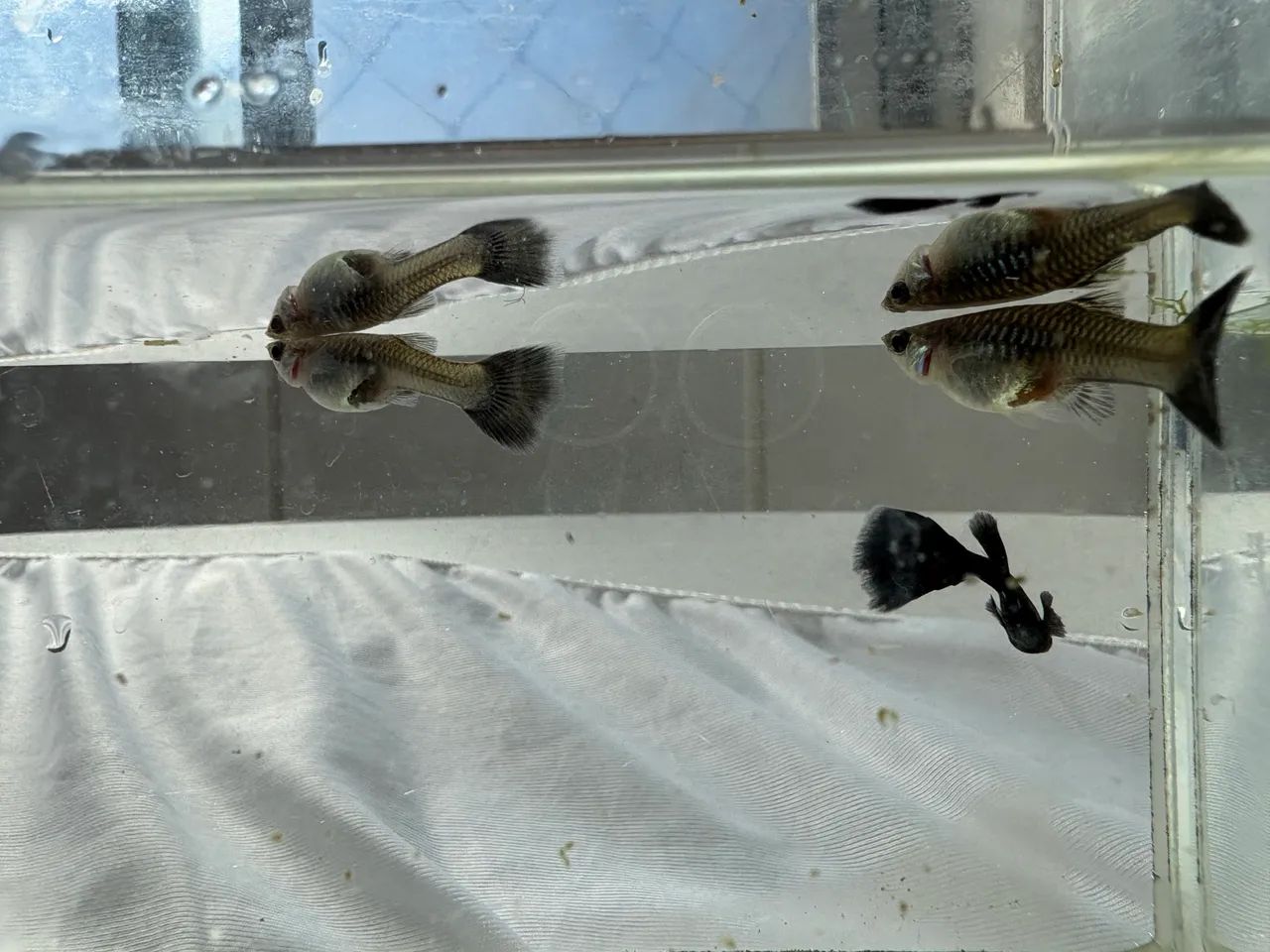 Trio de Guppy  - Foto 3