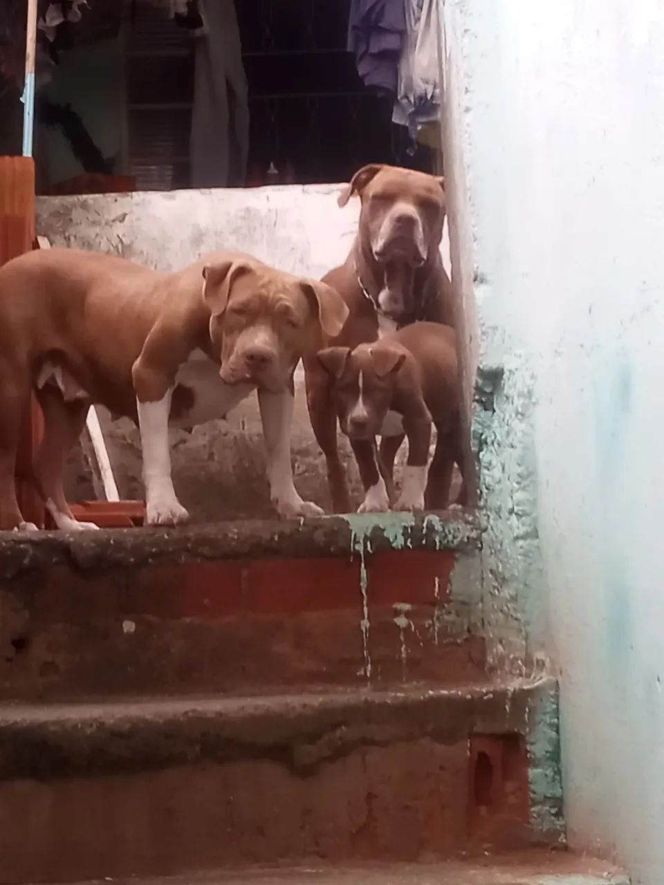 Filhotes de Pit Bull  - Foto 2