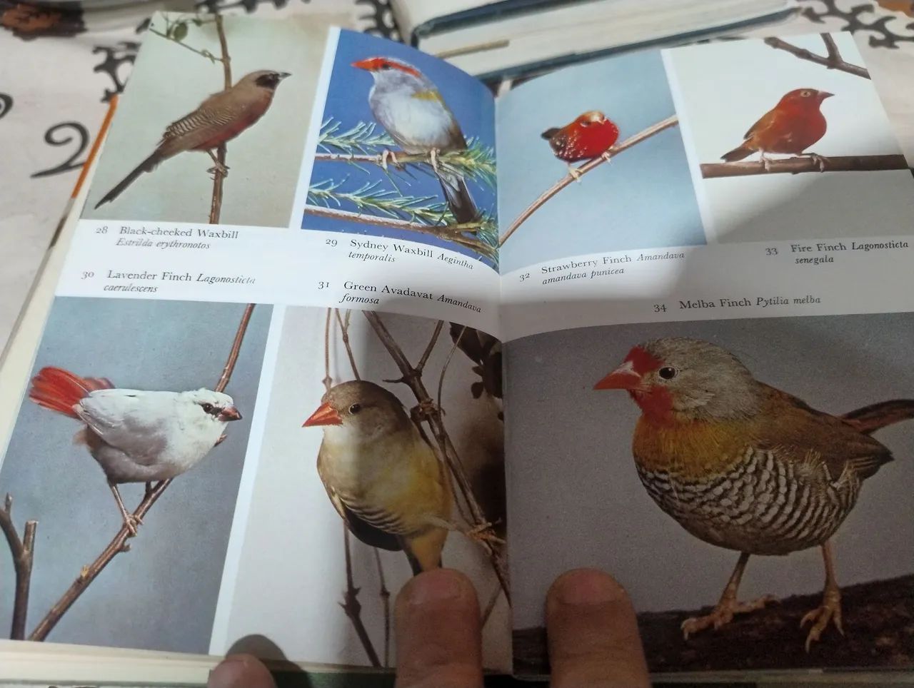 The Handbook foreign birds - Foto 4