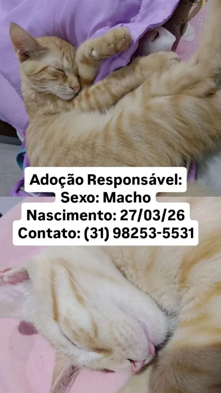 Doação de gatos  - Foto 3