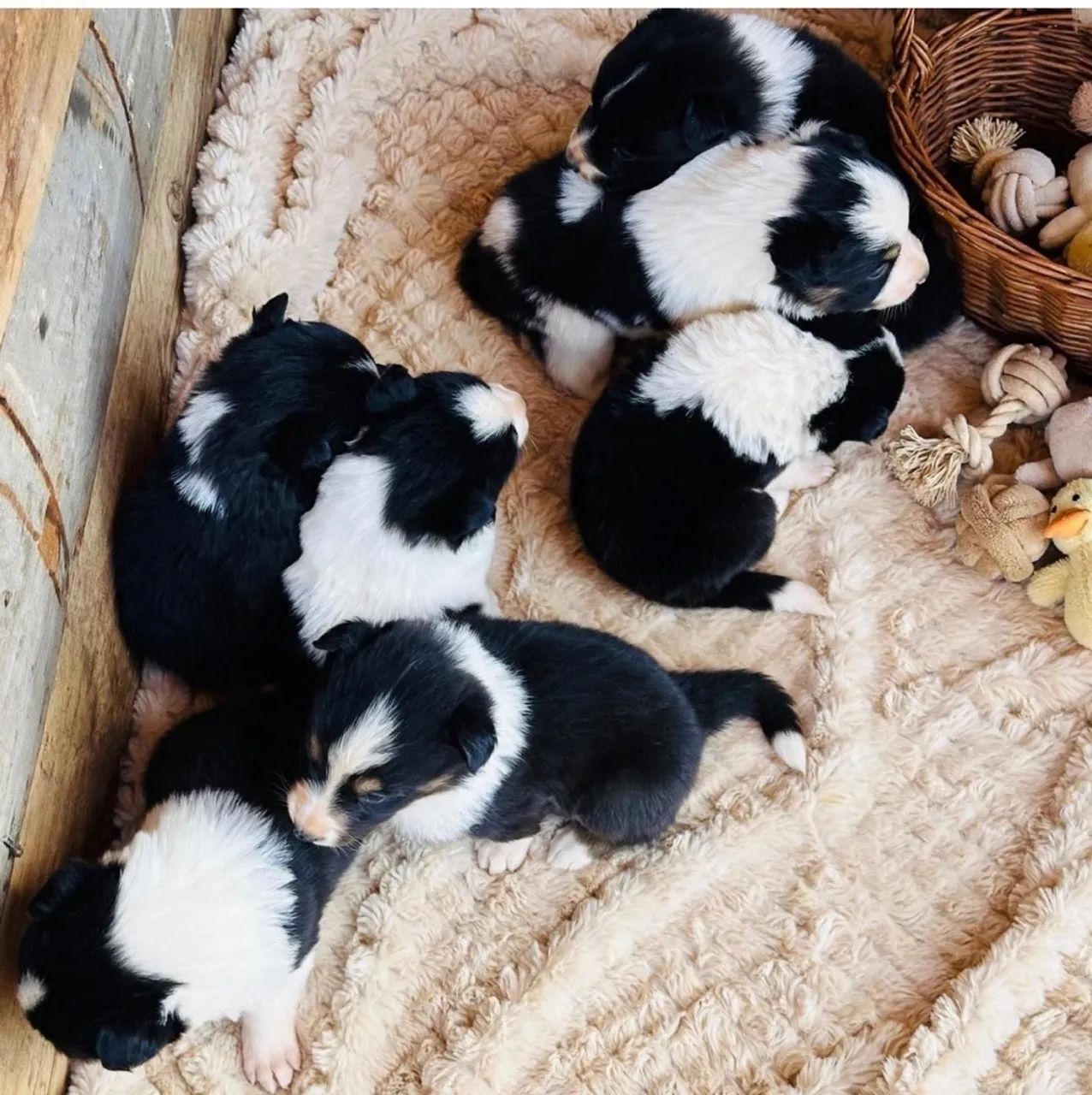 Filhotes de Border Collie