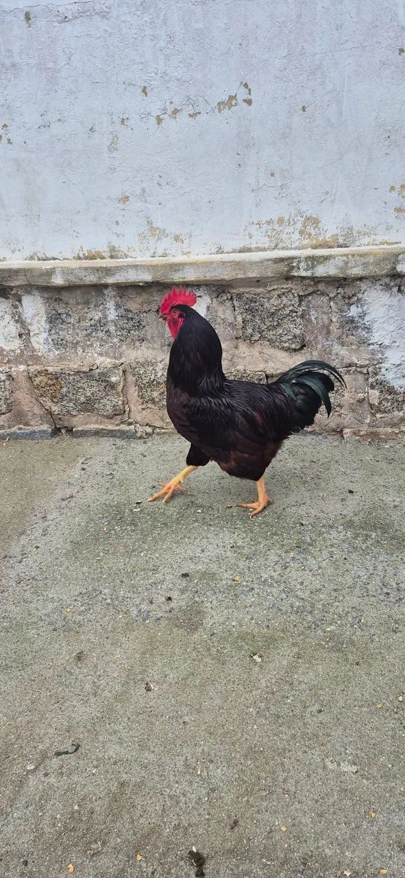 Galo Rhode Island Red 