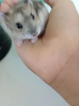 Hamister - Foto 3
