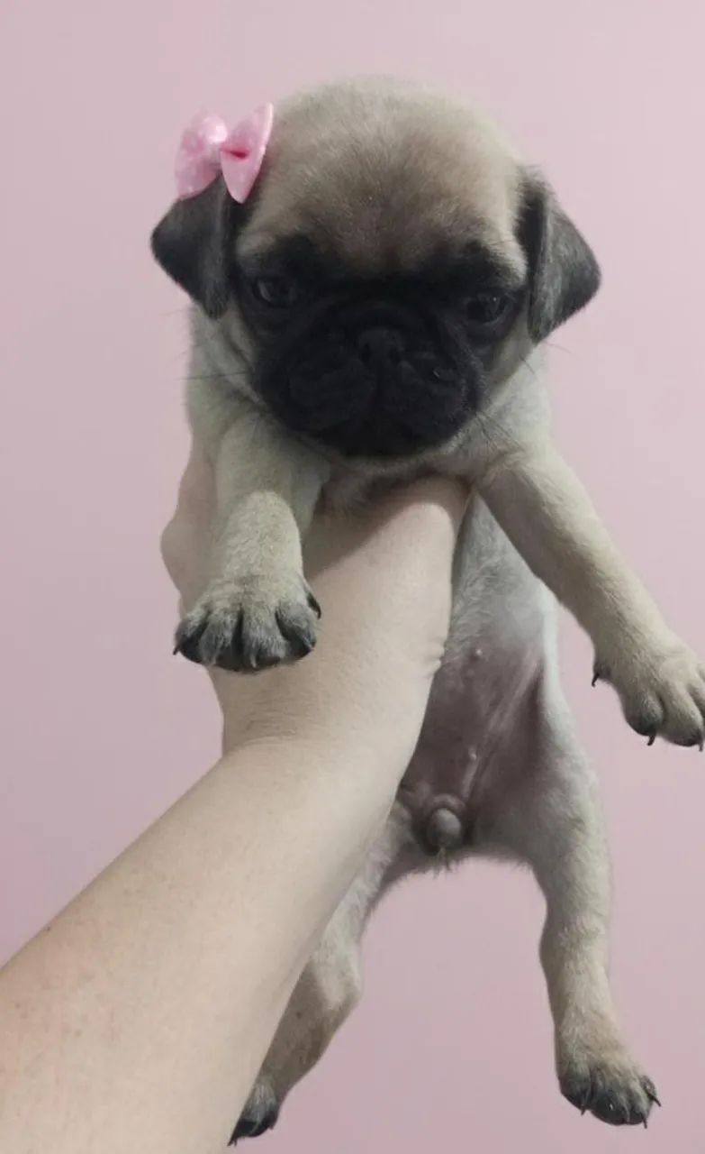 Pug fêmea 