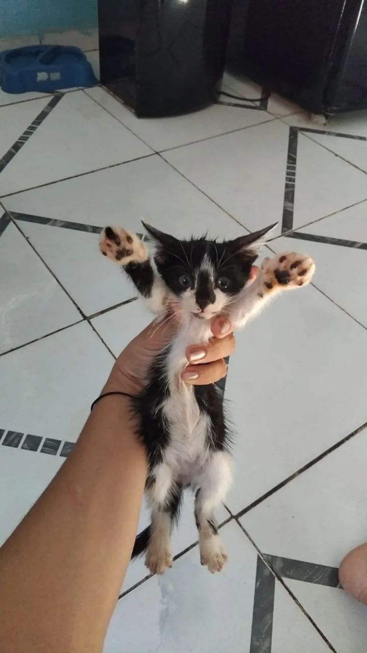 Doação de gato