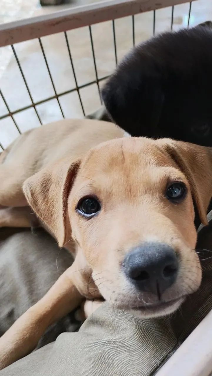 Cachorro Vira Lata Macho  - Foto 2