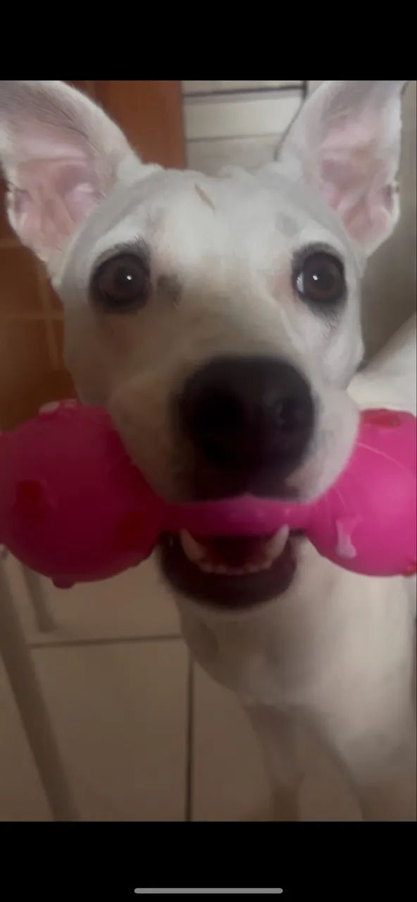 Cadela para adoção  - Foto 2