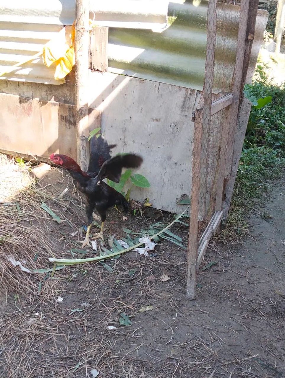 vendo esse frango carioca de ótima qualidade e genética  - Foto 5