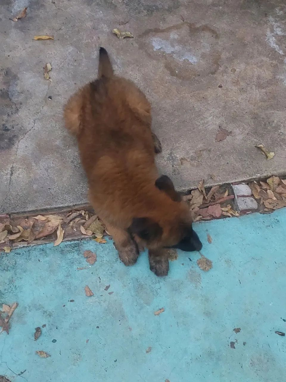 Pastor Belga de Malinois  - Foto 3