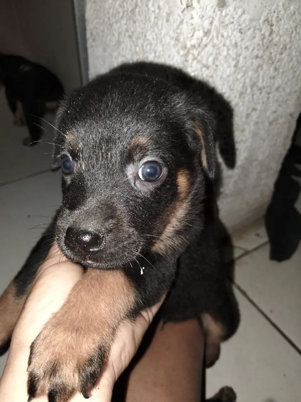 Rottweiler Filhote  - Foto 3