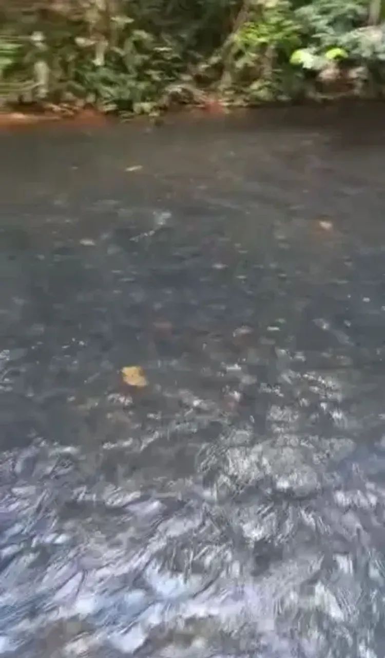 Vende-se uma excelente chácara de 6 alqueires