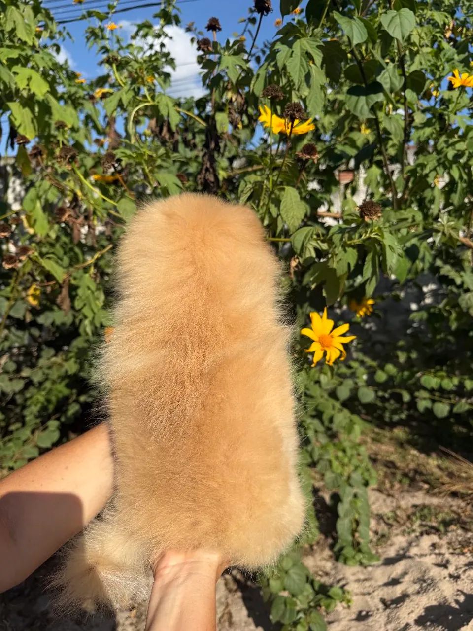 Spitz alemão - Foto 3
