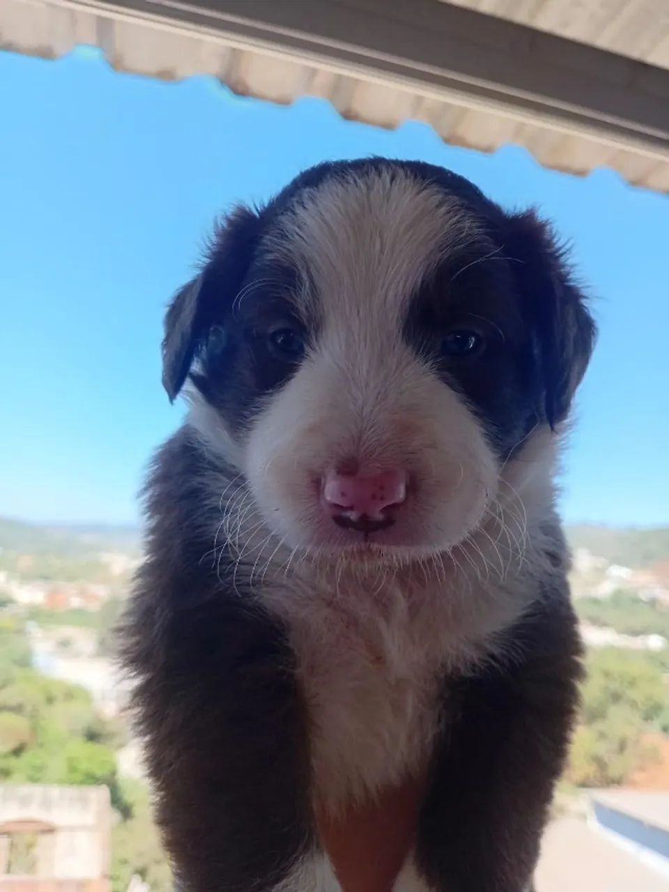 Filhotes de Border Collie - Foto 4