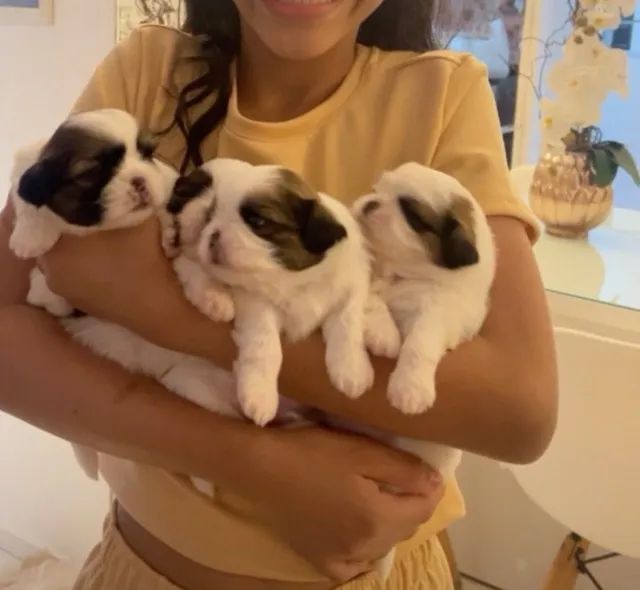 Cachorro - Foto 3