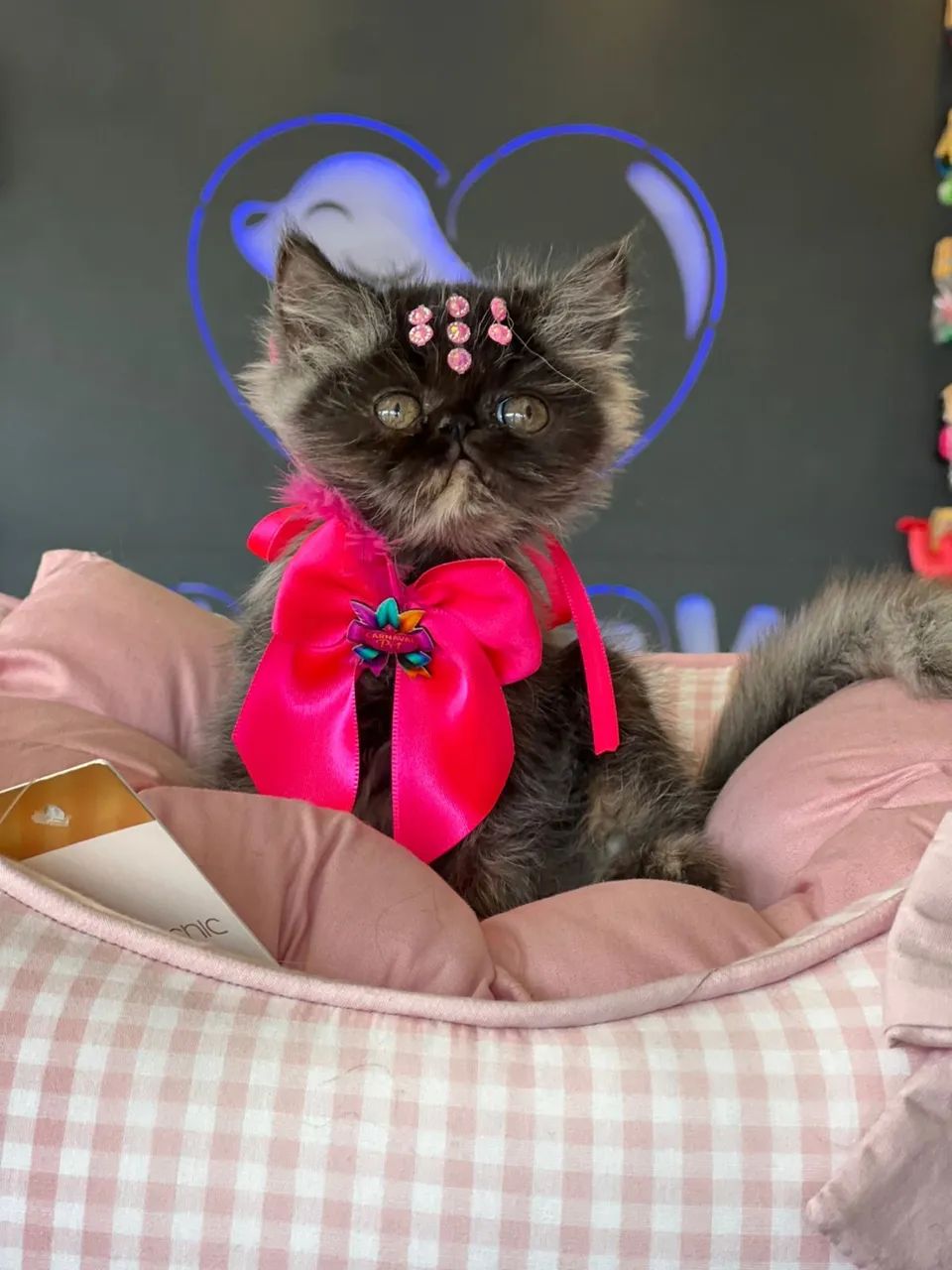 Filhote de gato persa  - Foto 3