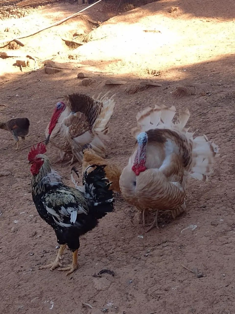 PERU ADULTO E FRANGO - Foto 3