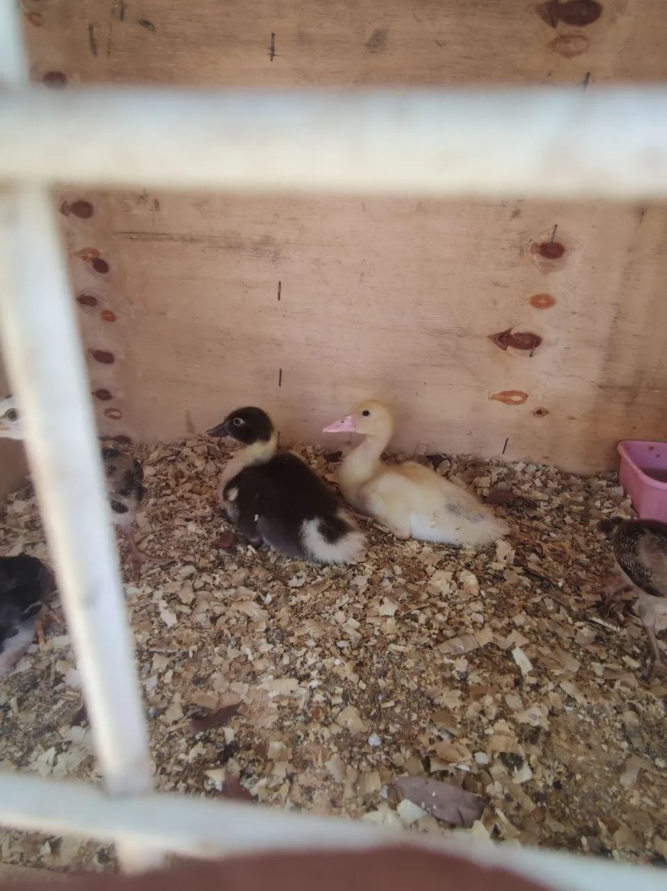 Filhotes de pato...
