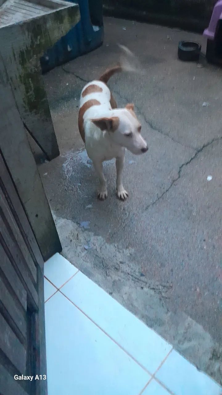 Cachorrinha linda doação  e castrada 