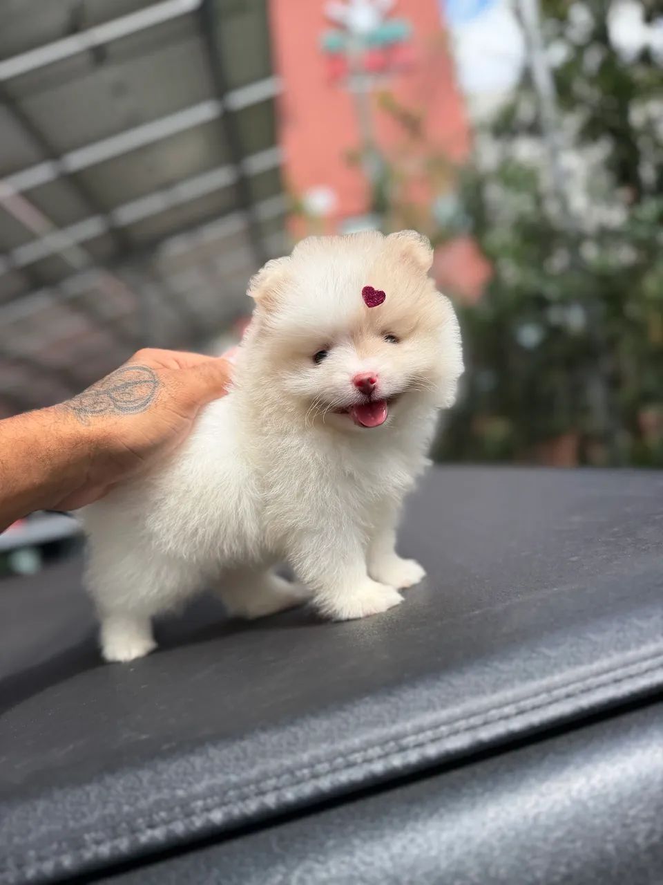 Spitz alemão anão  - Foto 4