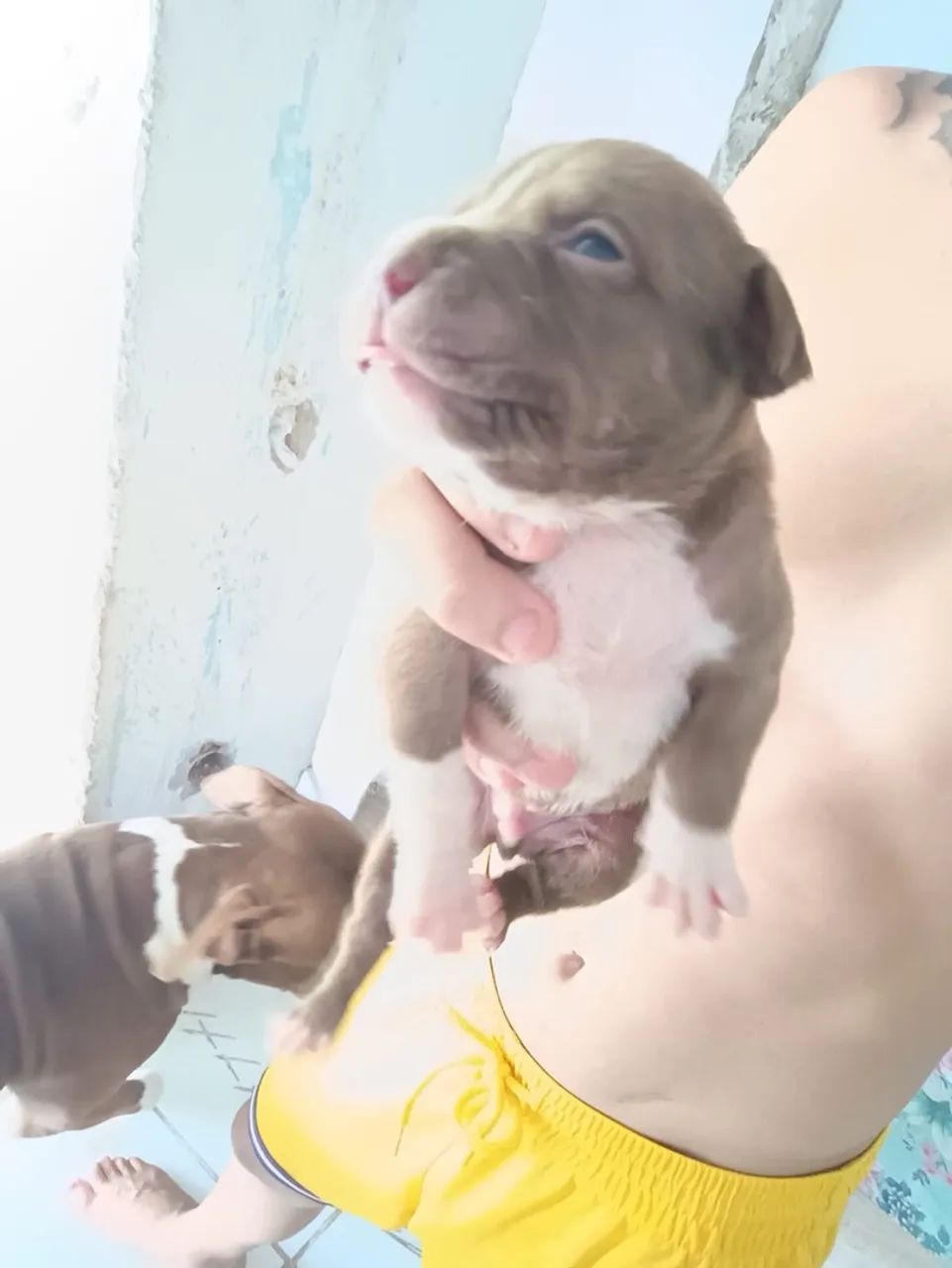 Pit Bull  - Foto 2