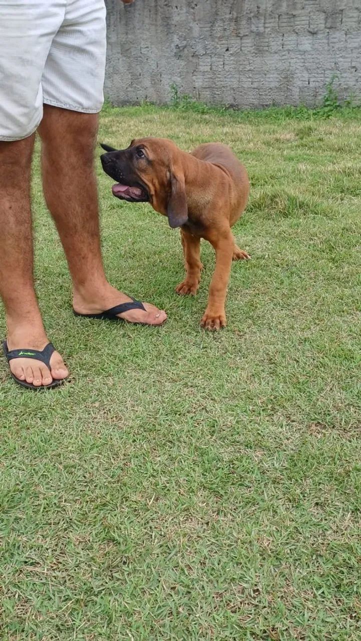 Fila Brasileiro 