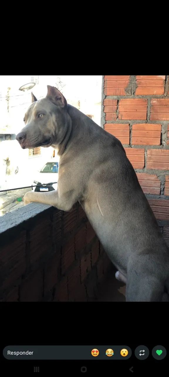Cachorro pitbull  - Foto 3