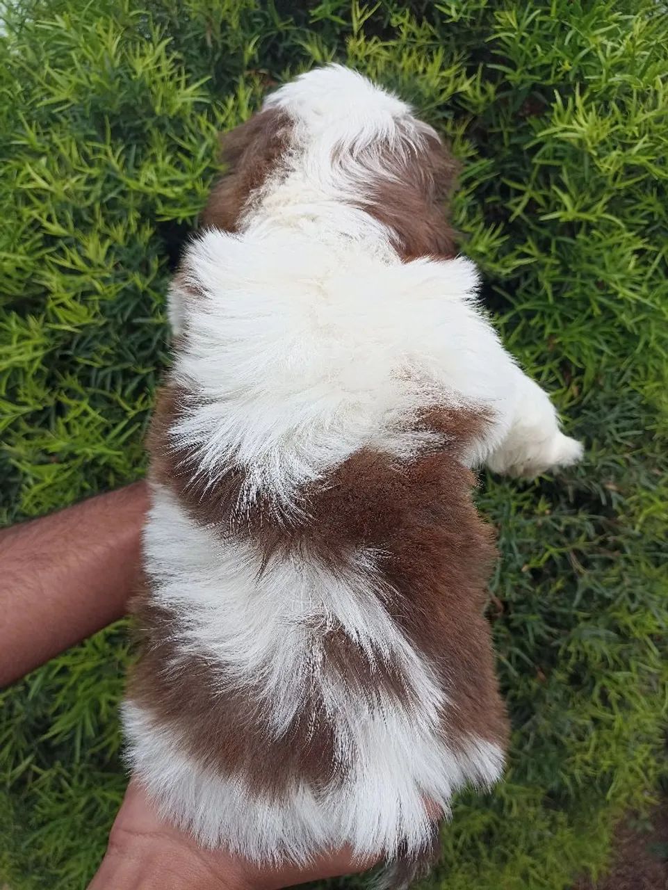 Shih tzu  - Foto 5