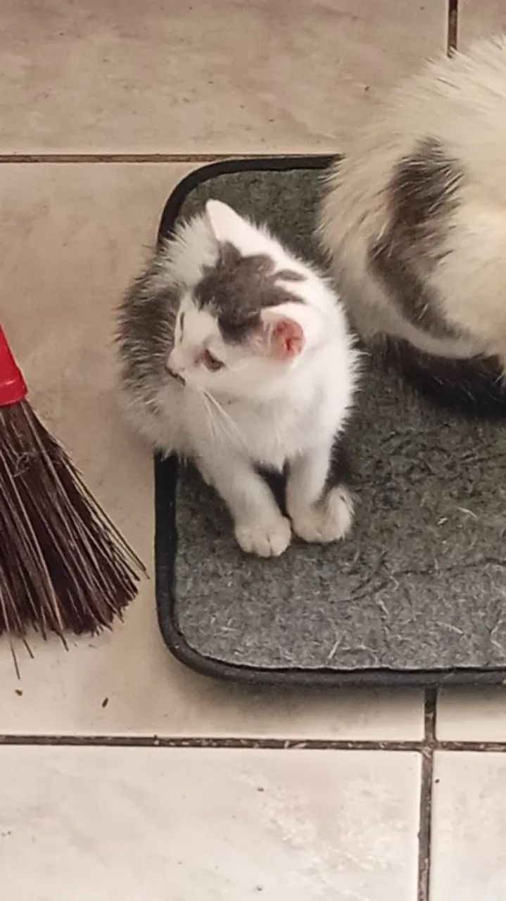 Gatinhos para adotar 2,4 meses