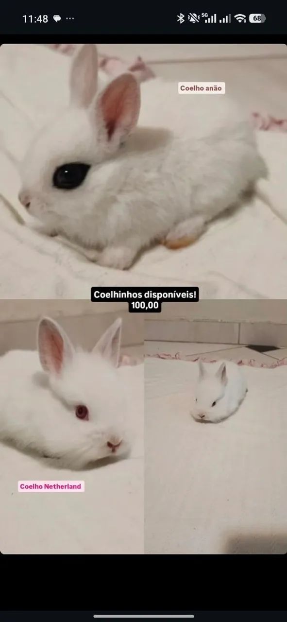 Coelho Anão 