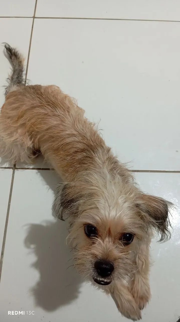 Cachorro  - Foto 4
