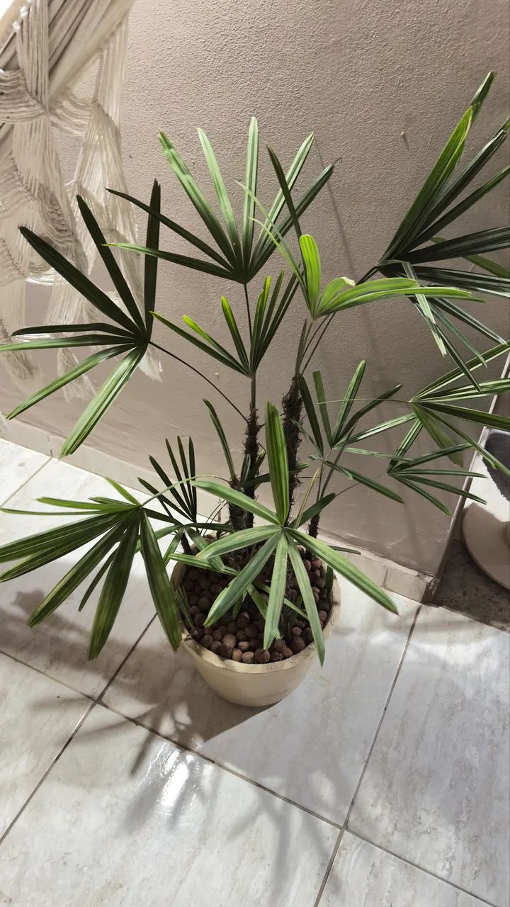 Planta Natural - Foto 2