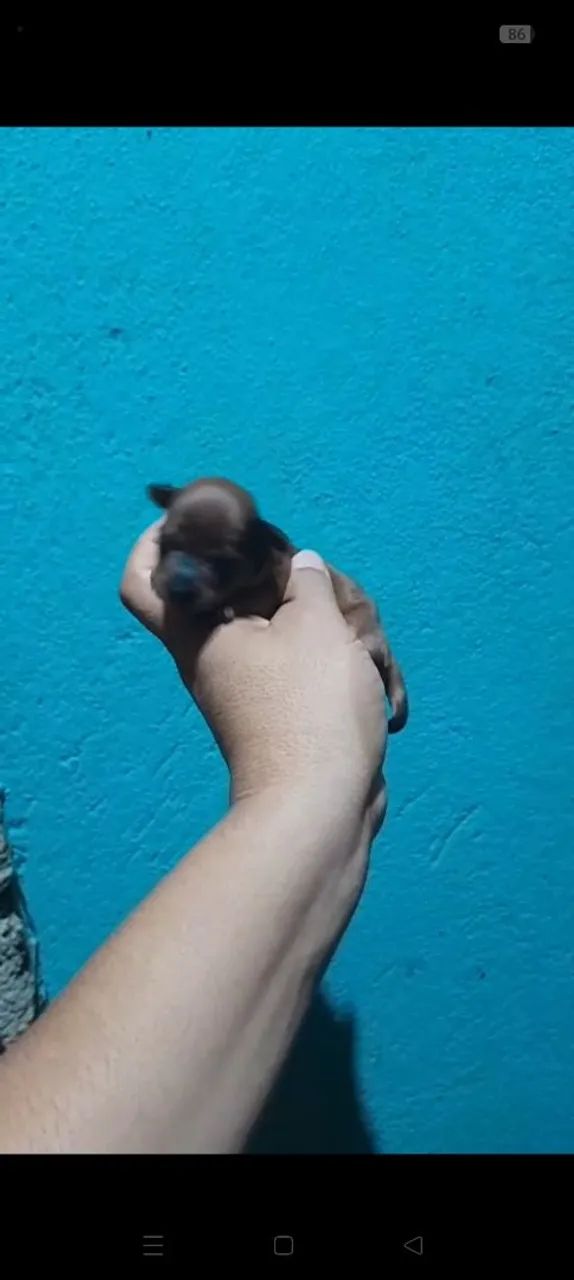 Cachorro pinscher 0 - Foto 4
