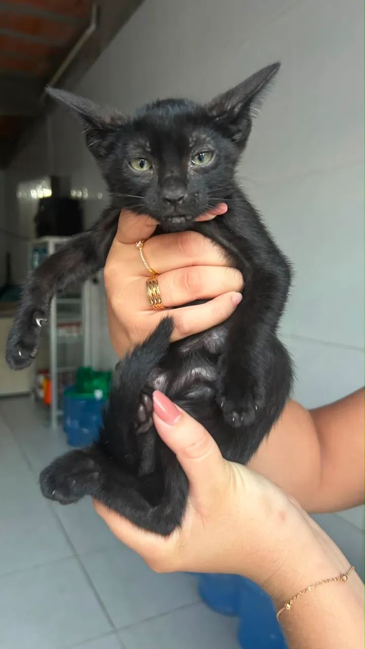 Doação de gatos  - Foto 3