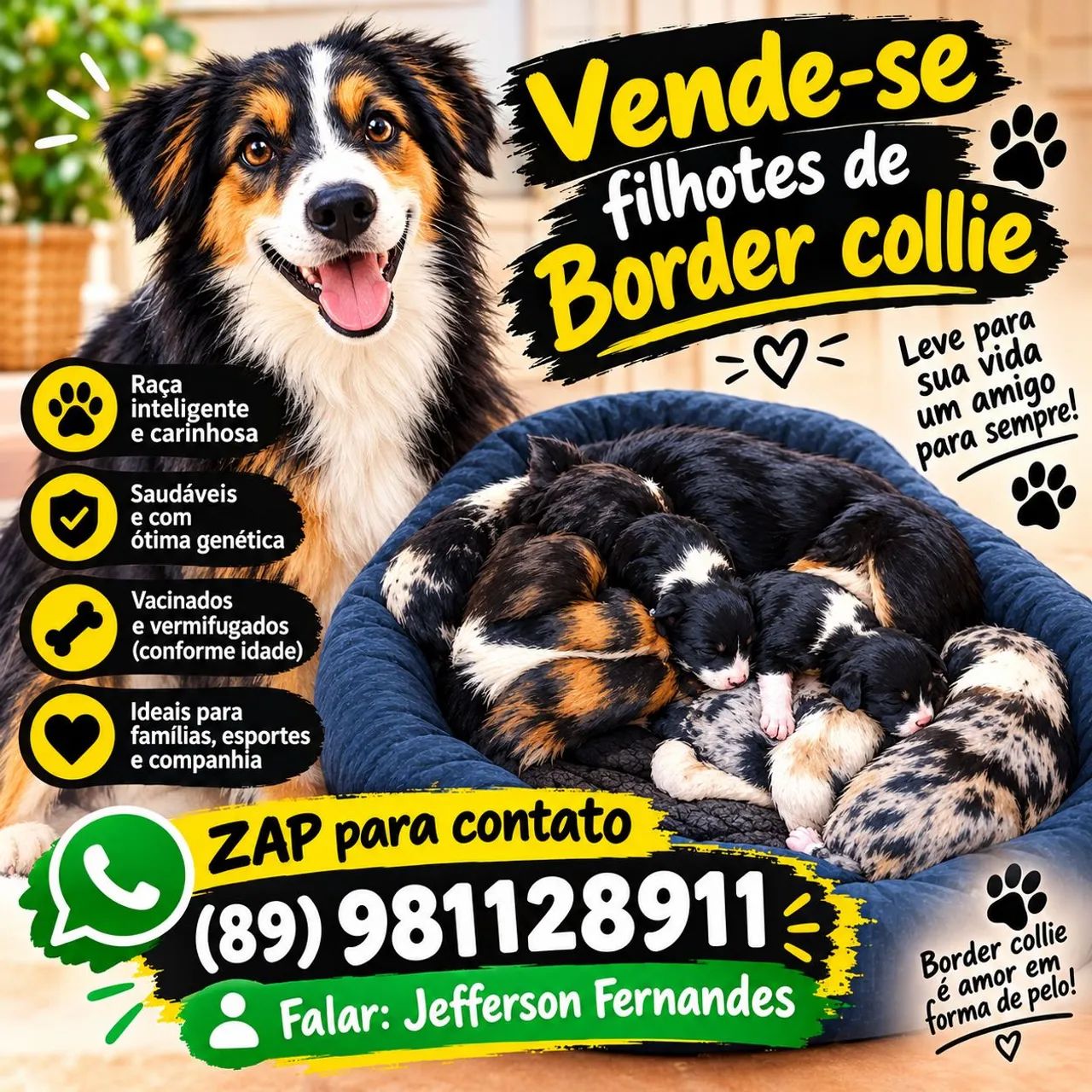 Filhotes de Border collie 