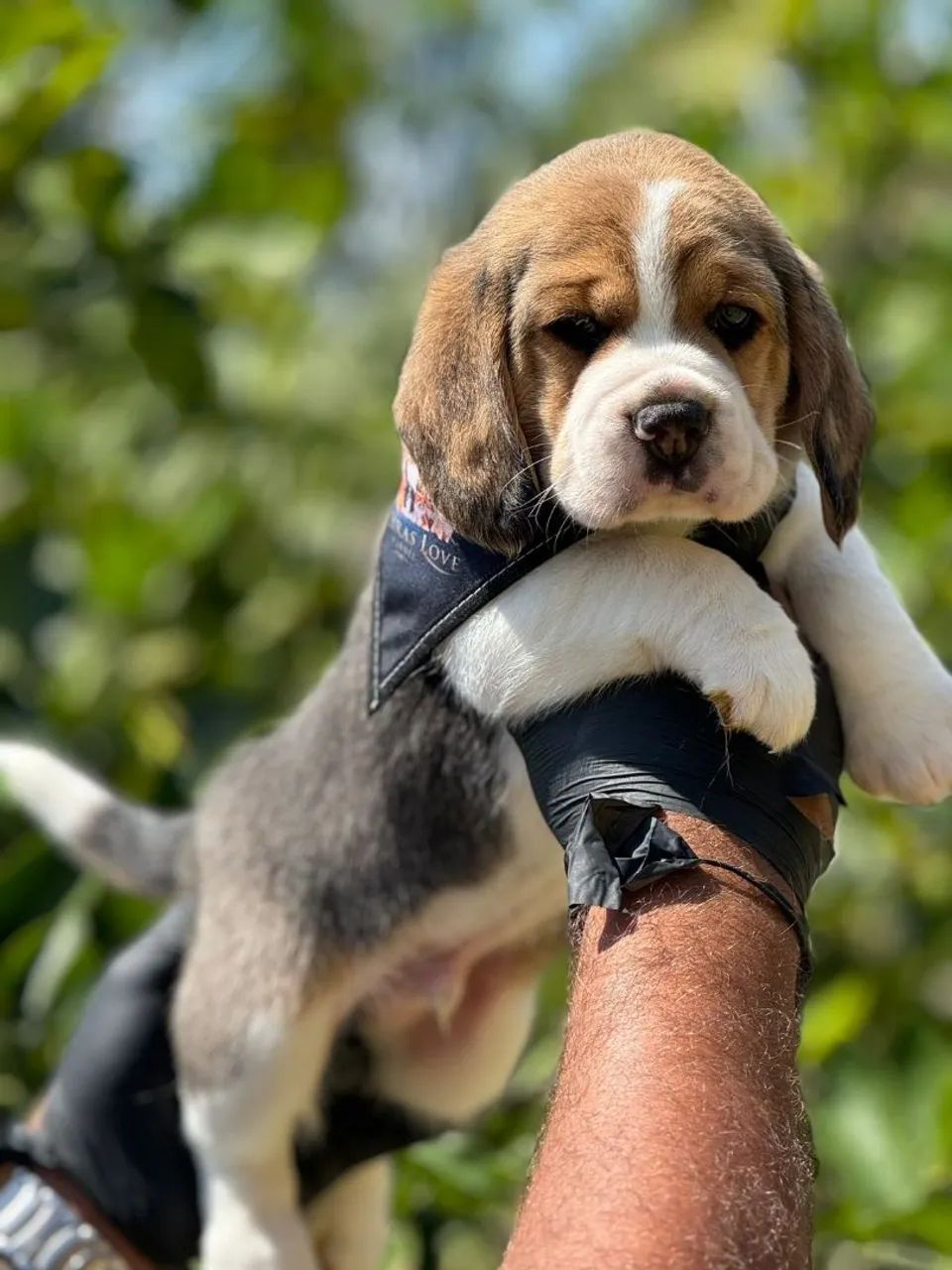 Beagle tricolor e bicolor  - Foto 2
