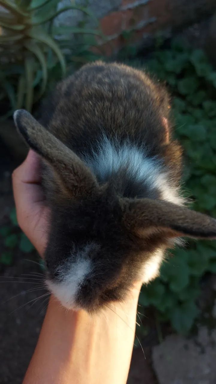 Últimos Mini Lionhead filhotes com valor promocional em Curitiba - Foto 3