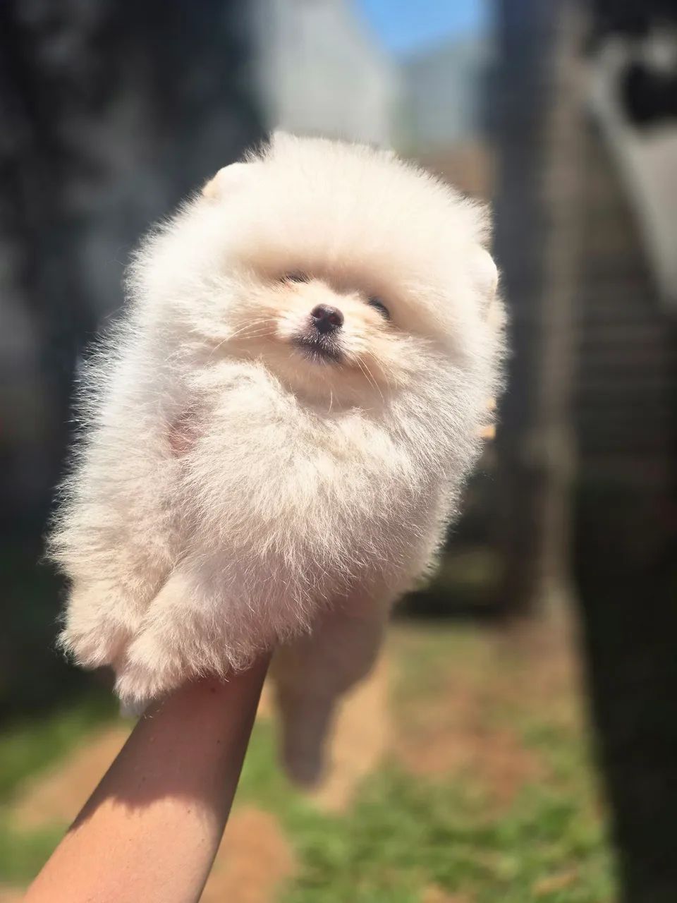 Spitz alemão ursinho macho - Foto 3