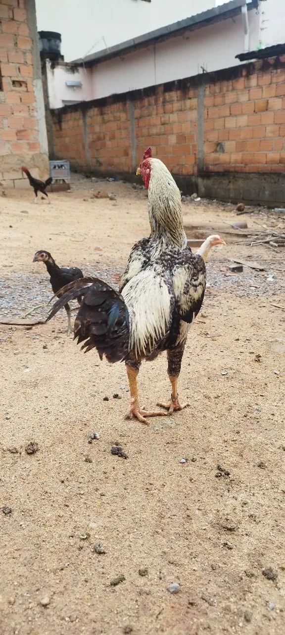 Frango caipira 
