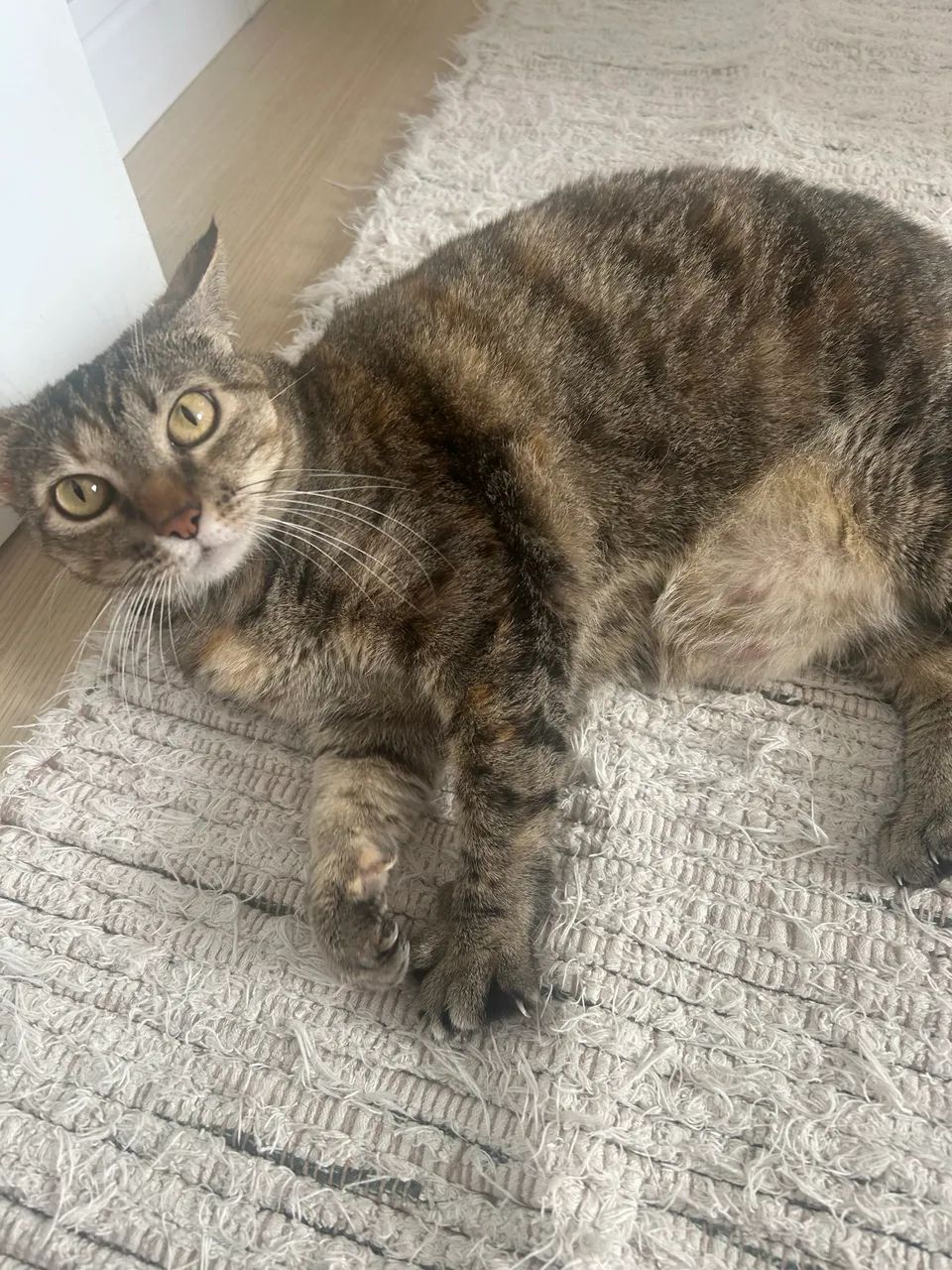 Doação de gatinha 7 anos - NALA  - Foto 3
