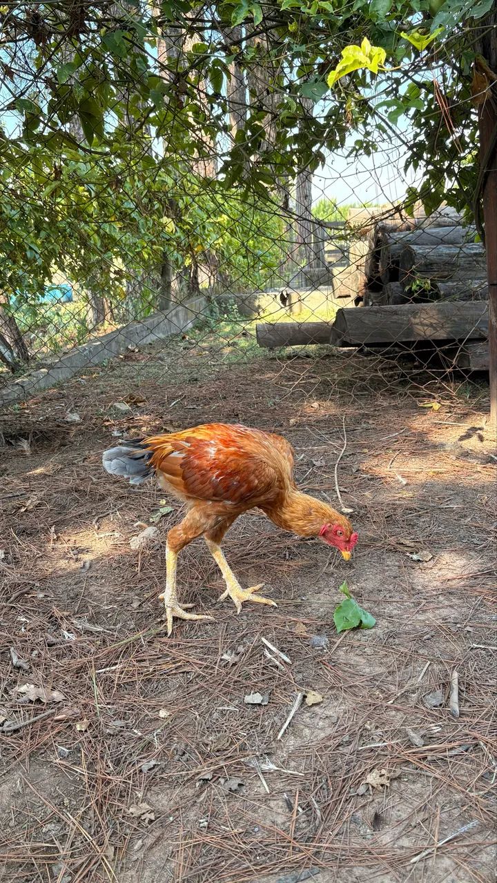 Frango Índio Gigante - Foto 2