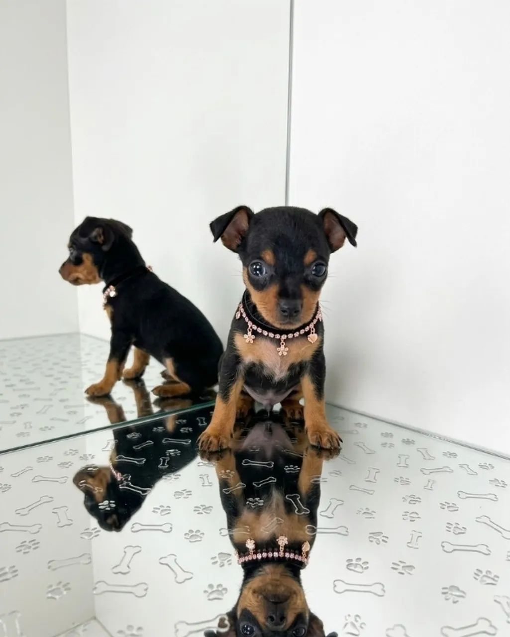 Seu Novo Pinscher Com Estilo