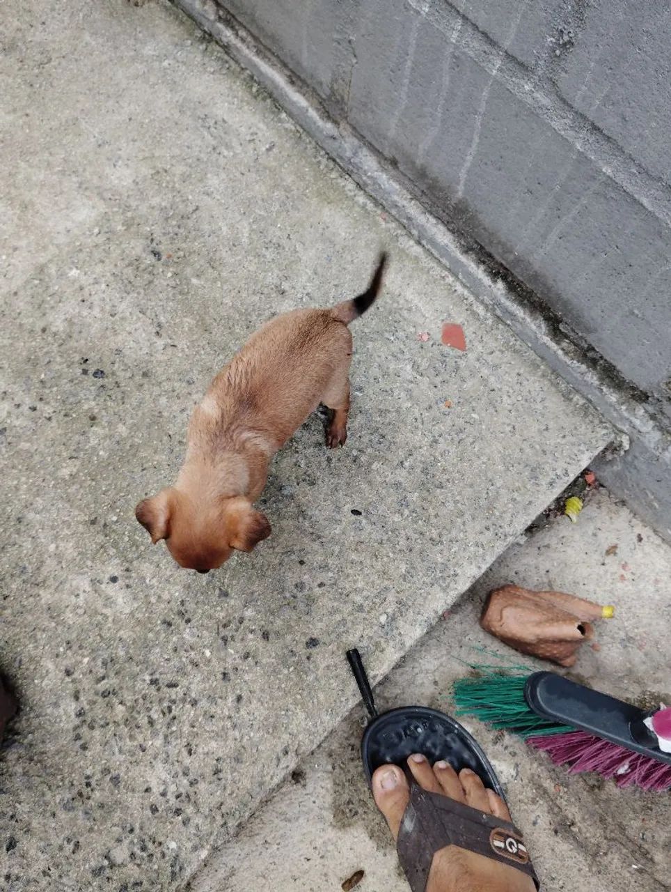 Filhotes de pinscher  - Foto 4