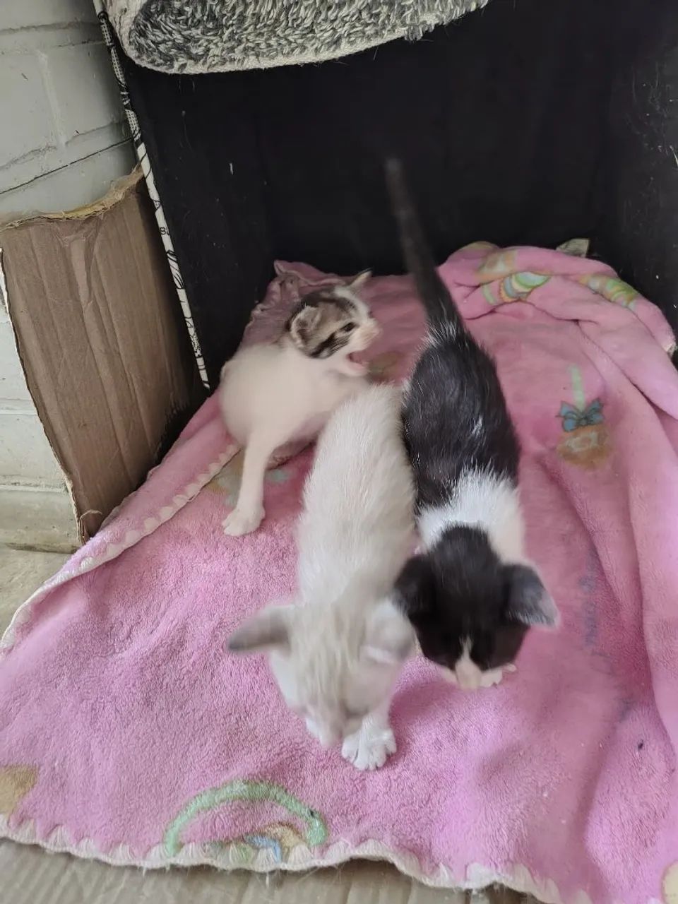 Adoção responsável  - Foto 5