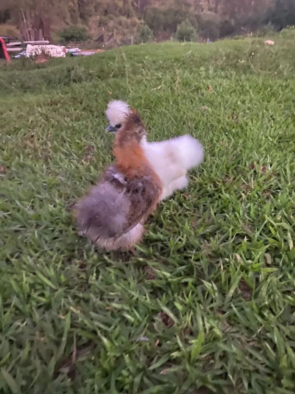Franguinho sedoso  - Foto 4