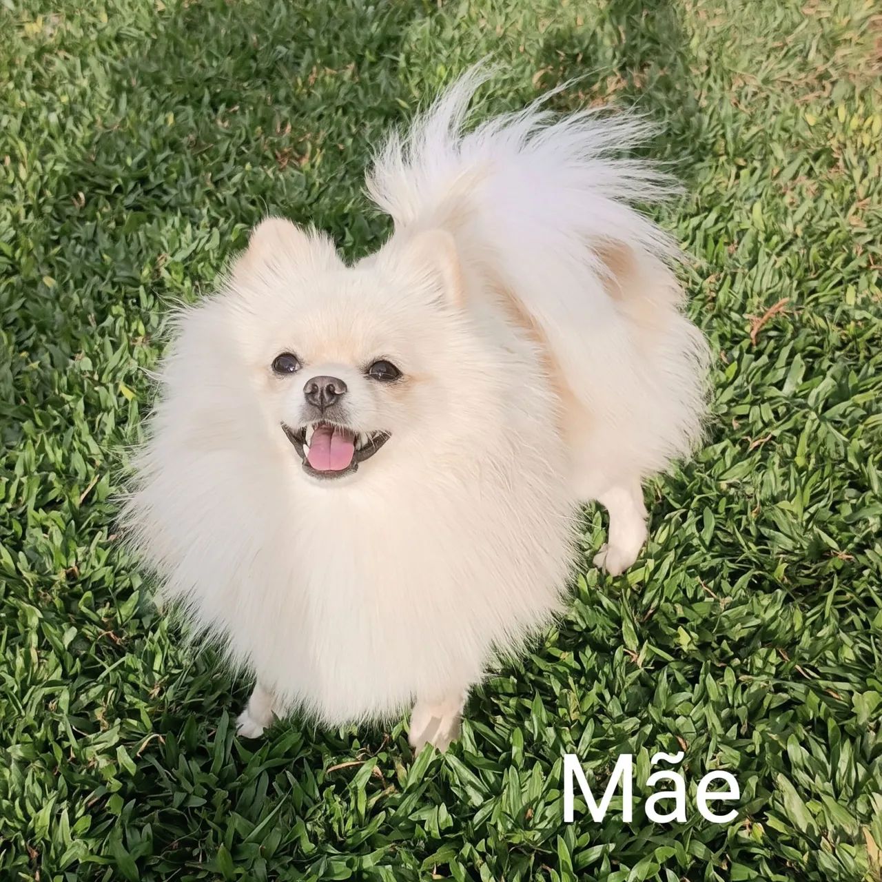 Spitz Alemão  - Foto 4