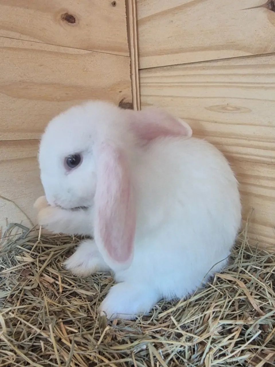 Coelho Mini Lop mini coelho  - Foto 6