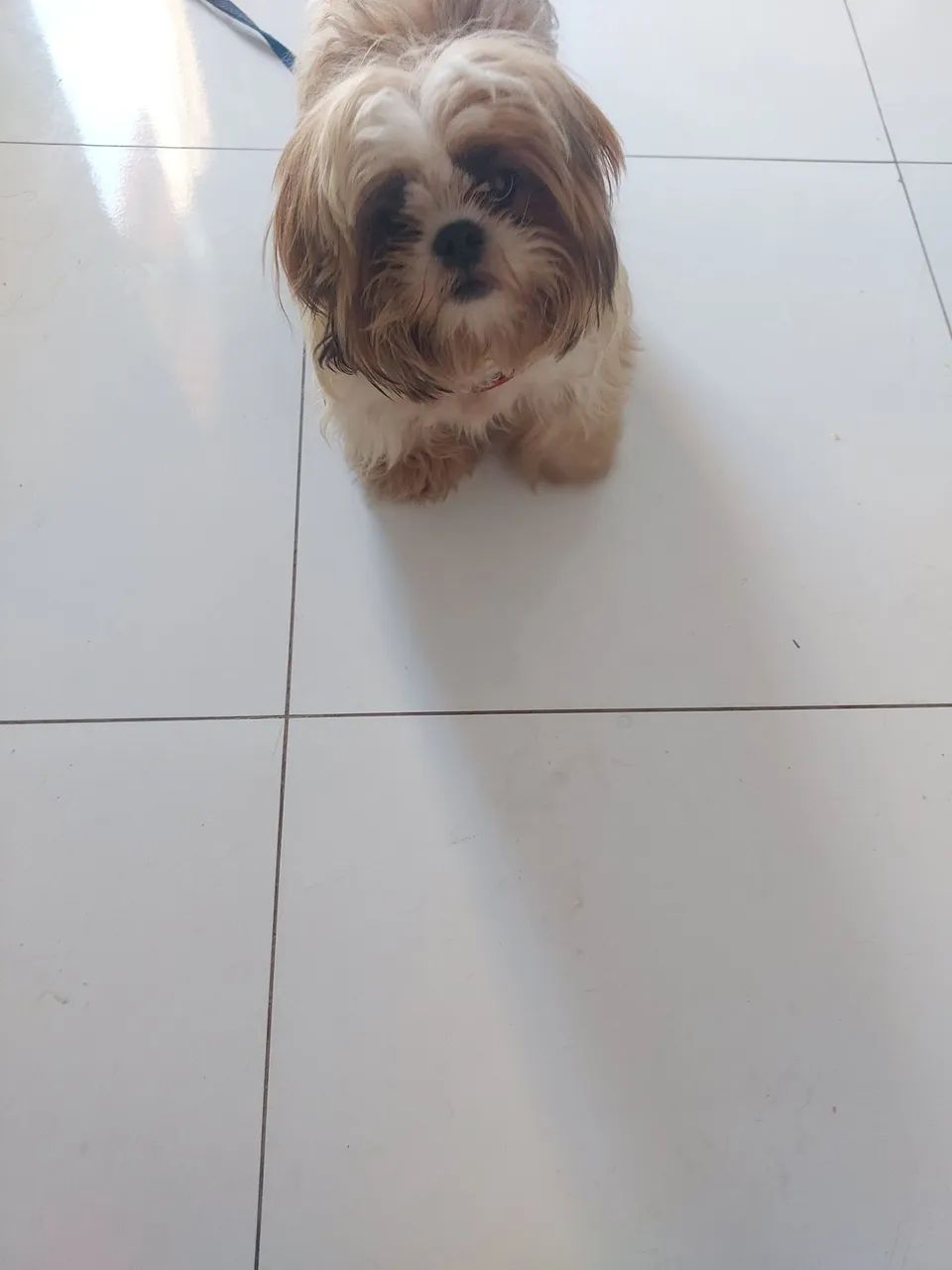 Filhote de shitzu femea e macho - Foto 2