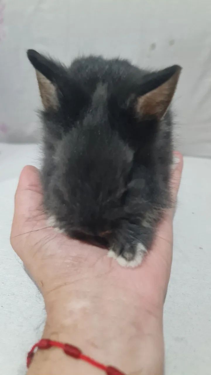 Mini lion  - Foto 5