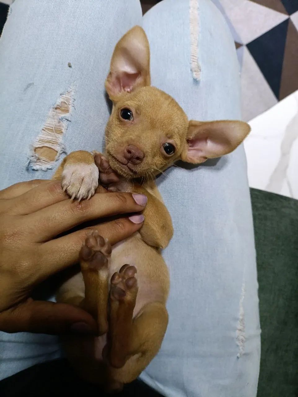 Pinscher Micros  - Foto 4